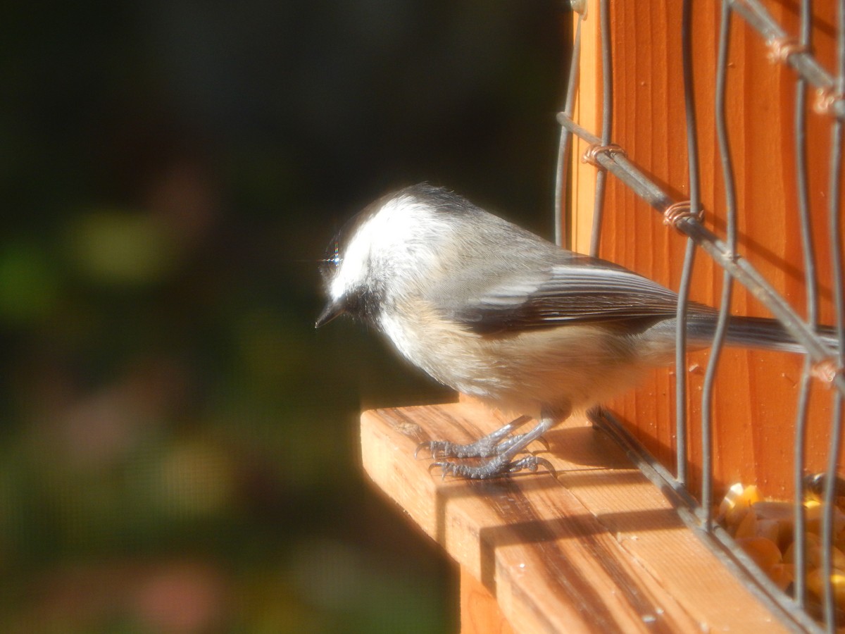 Amerika Baştankarası - ML644840743