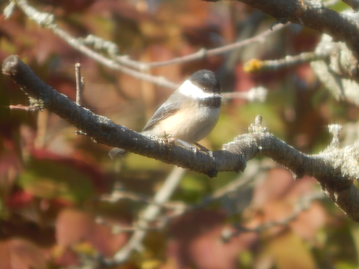 Amerika Baştankarası - ML644840744