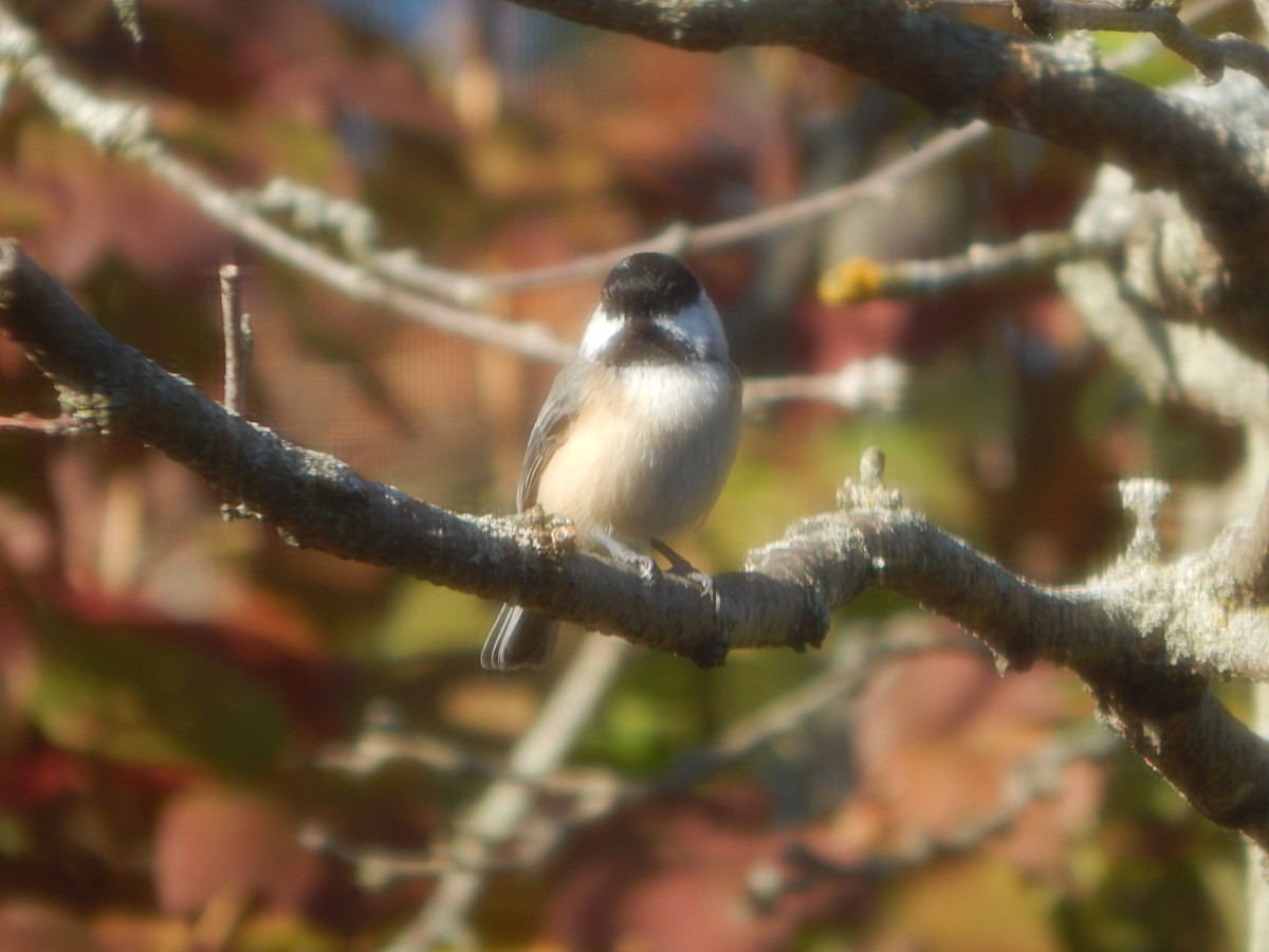 Amerika Baştankarası - ML644840745