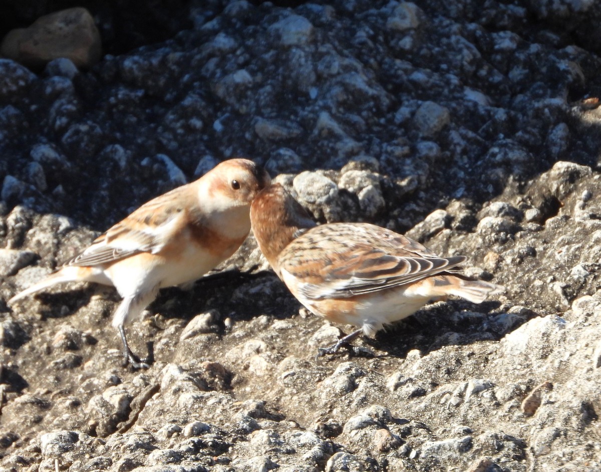 גיבתון שלג - ML644840754