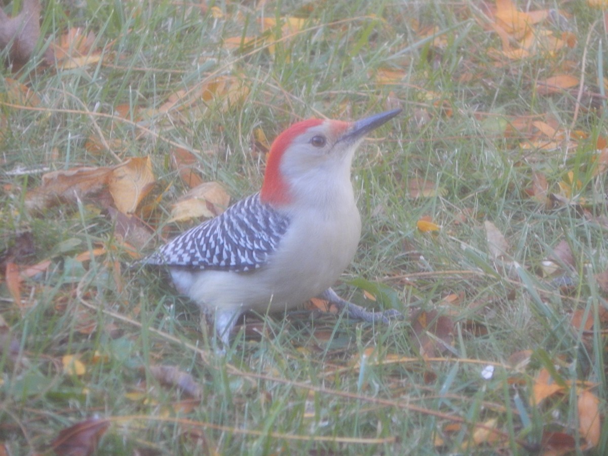 Гіла каролінська - ML644840764