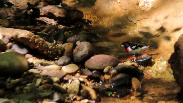 ムネアカイカル - ML644840804