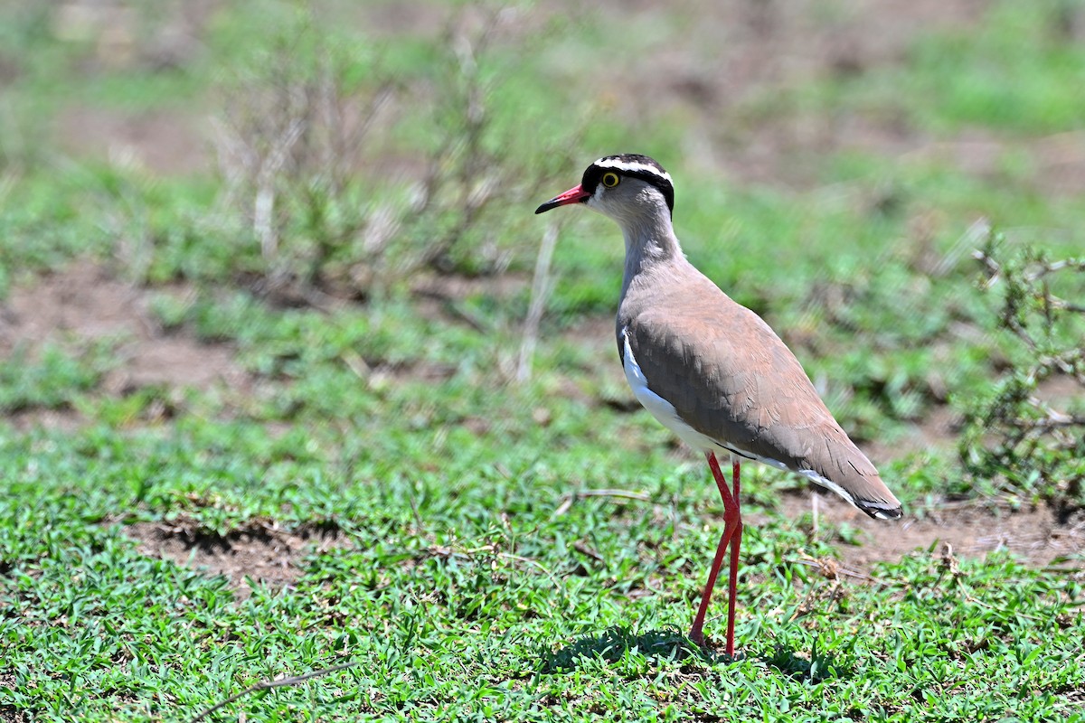Crowned Lapwing - ML644840810