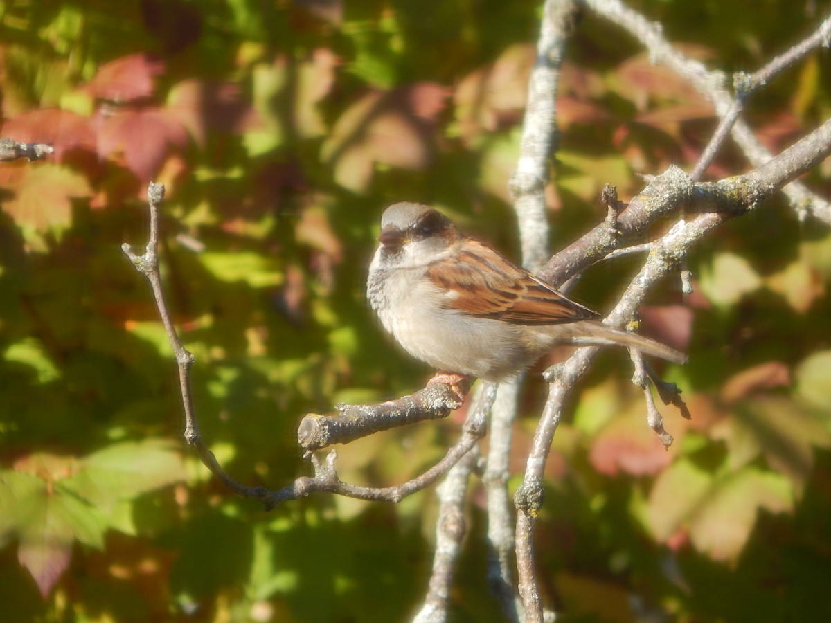 House Sparrow - ML644840813