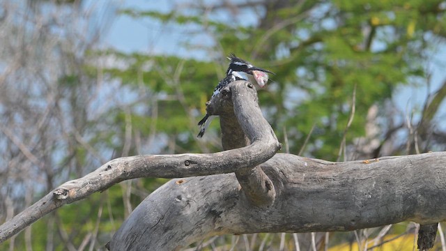 Рибалочка строкатий - ML644840837