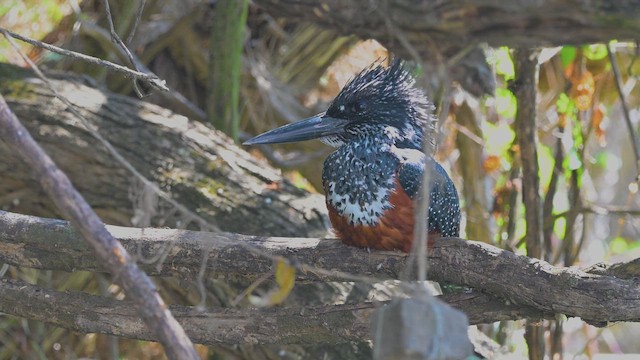 Рибалочка-чубань африканський - ML644840841