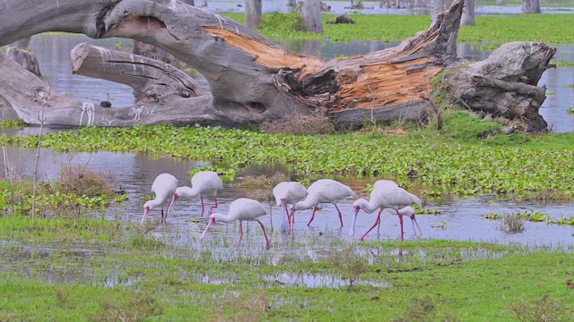 Косар африканський - ML644840852