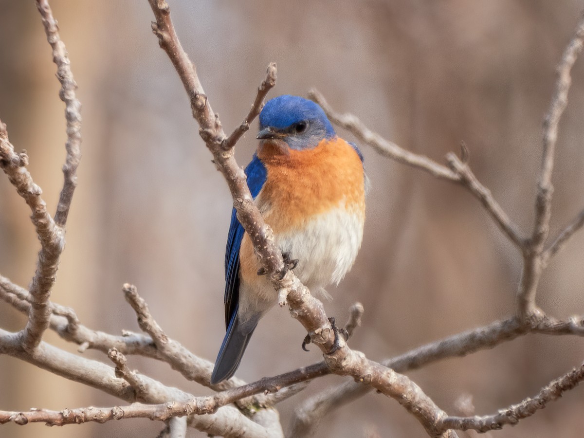 Блакитник східний - ML644840854