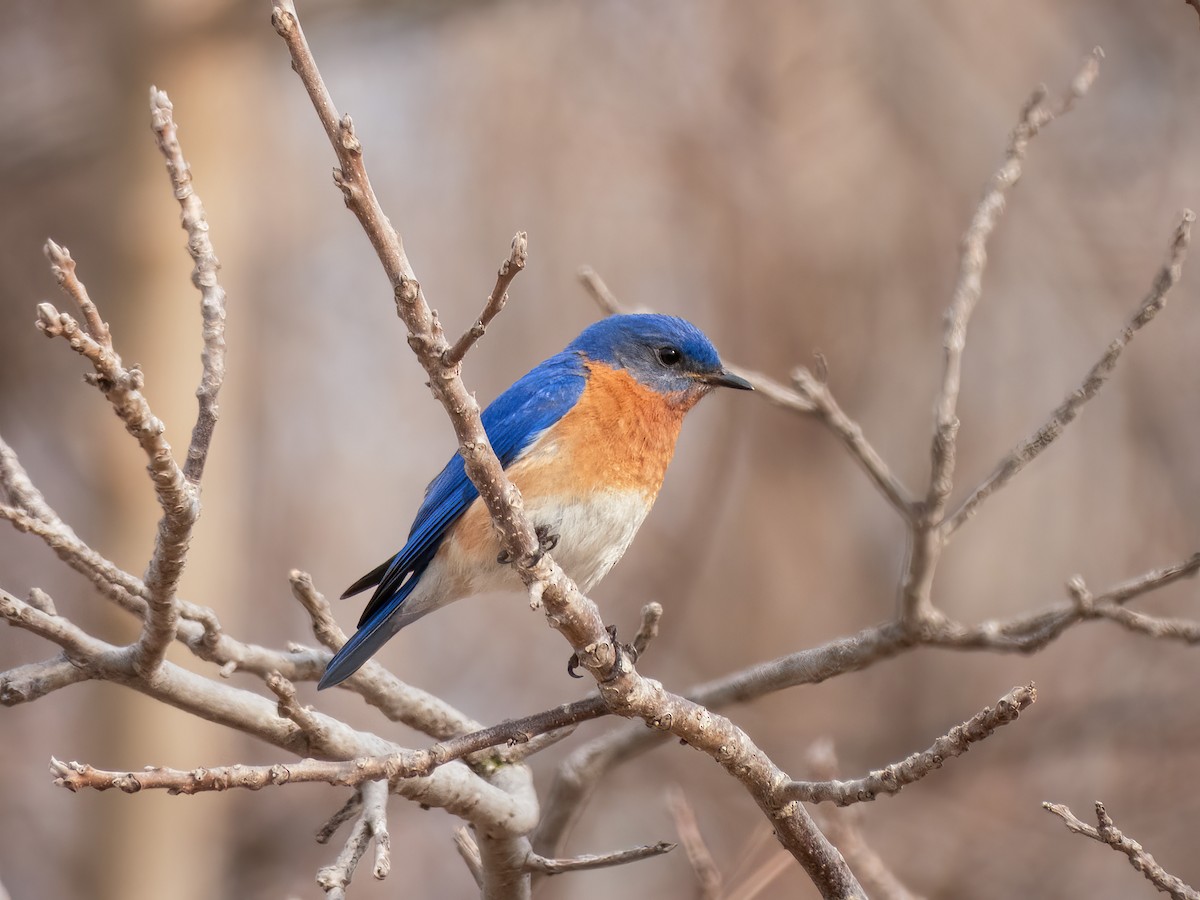 Блакитник східний - ML644840855