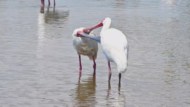 Косар африканський - ML644840856