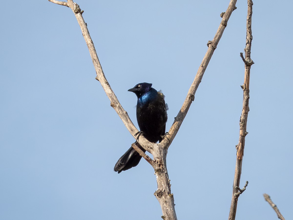 Common Grackle - ML644840859