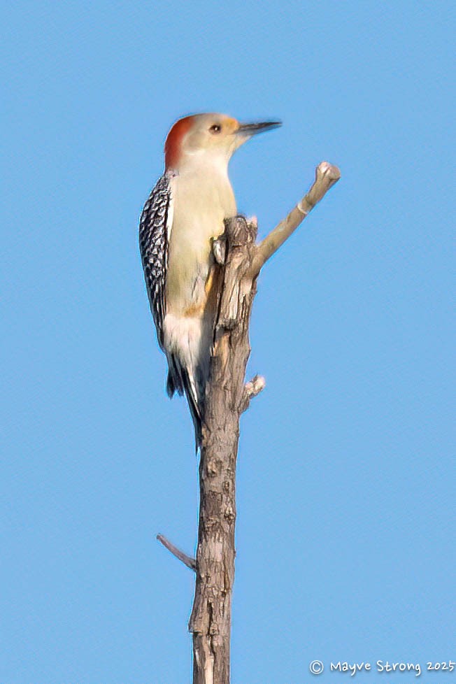 Гіла каролінська - ML644840861