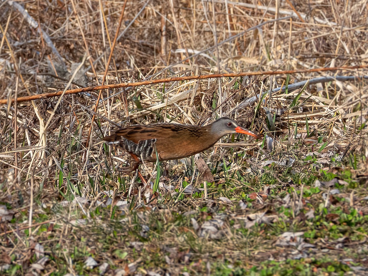 chřástal virginský - ML644840862