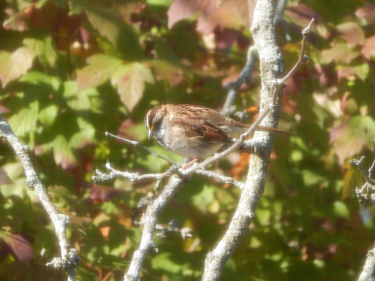 White-throated Sparrow - ML644840873