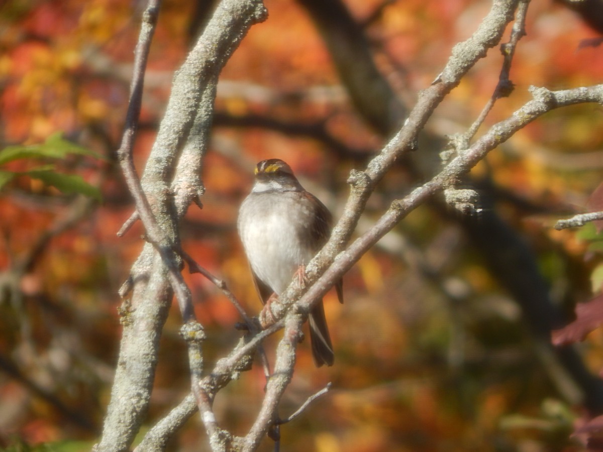 White-throated Sparrow - ML644840874