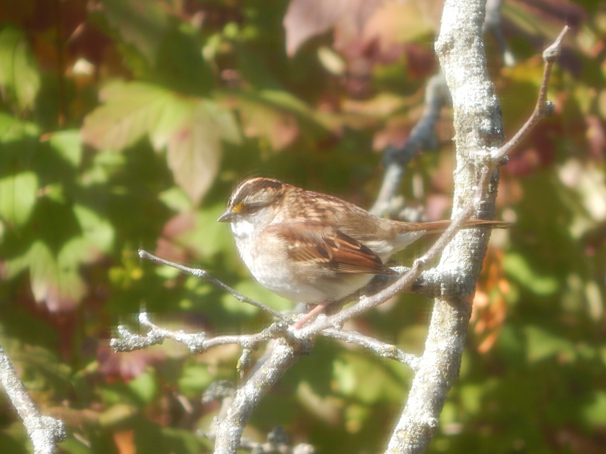 White-throated Sparrow - ML644840875