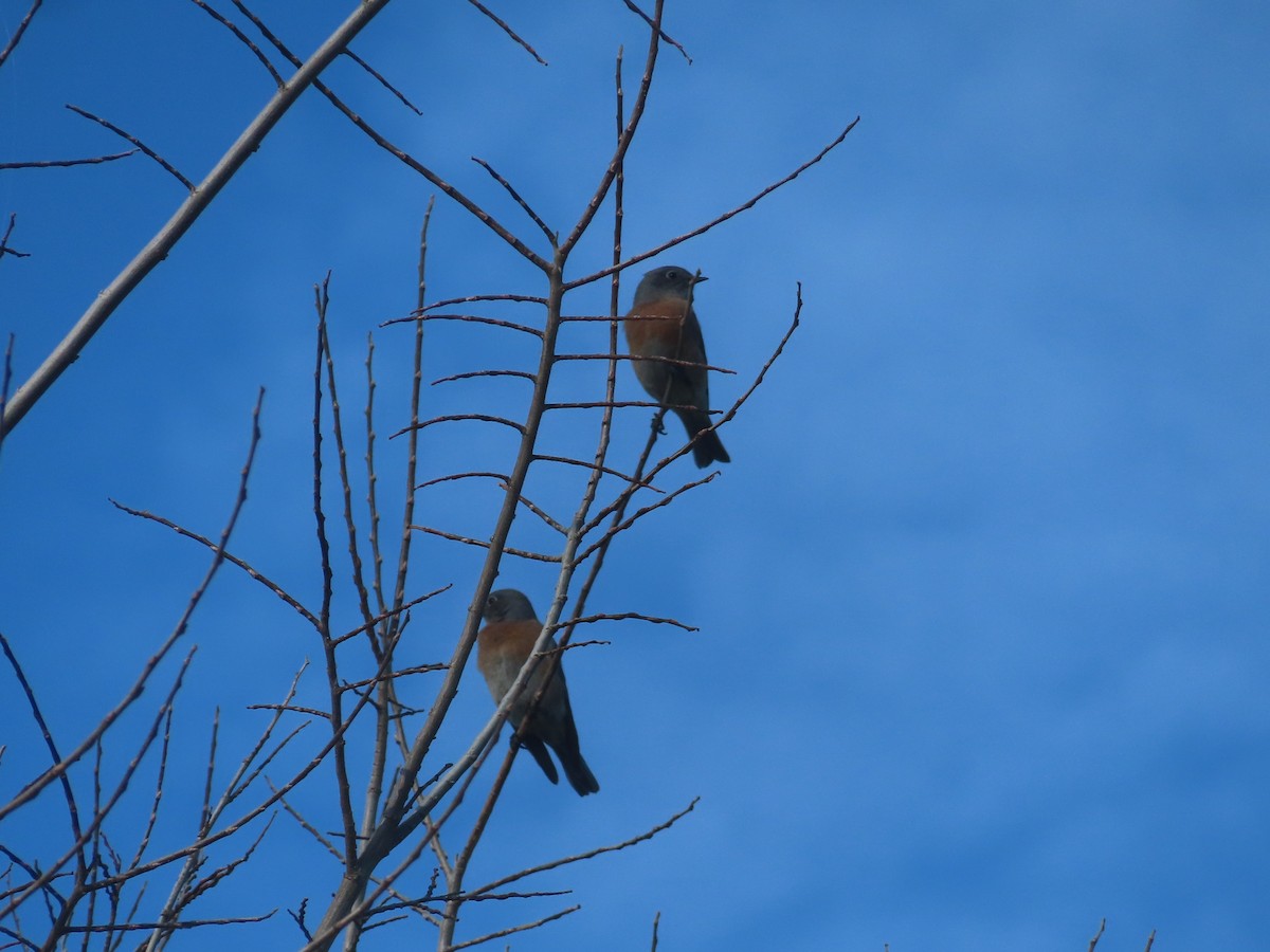 vestblåfugl - ML644840876