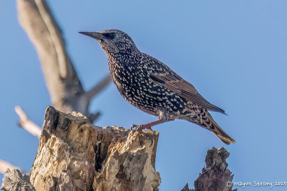זרזיר מצוי - ML644840888