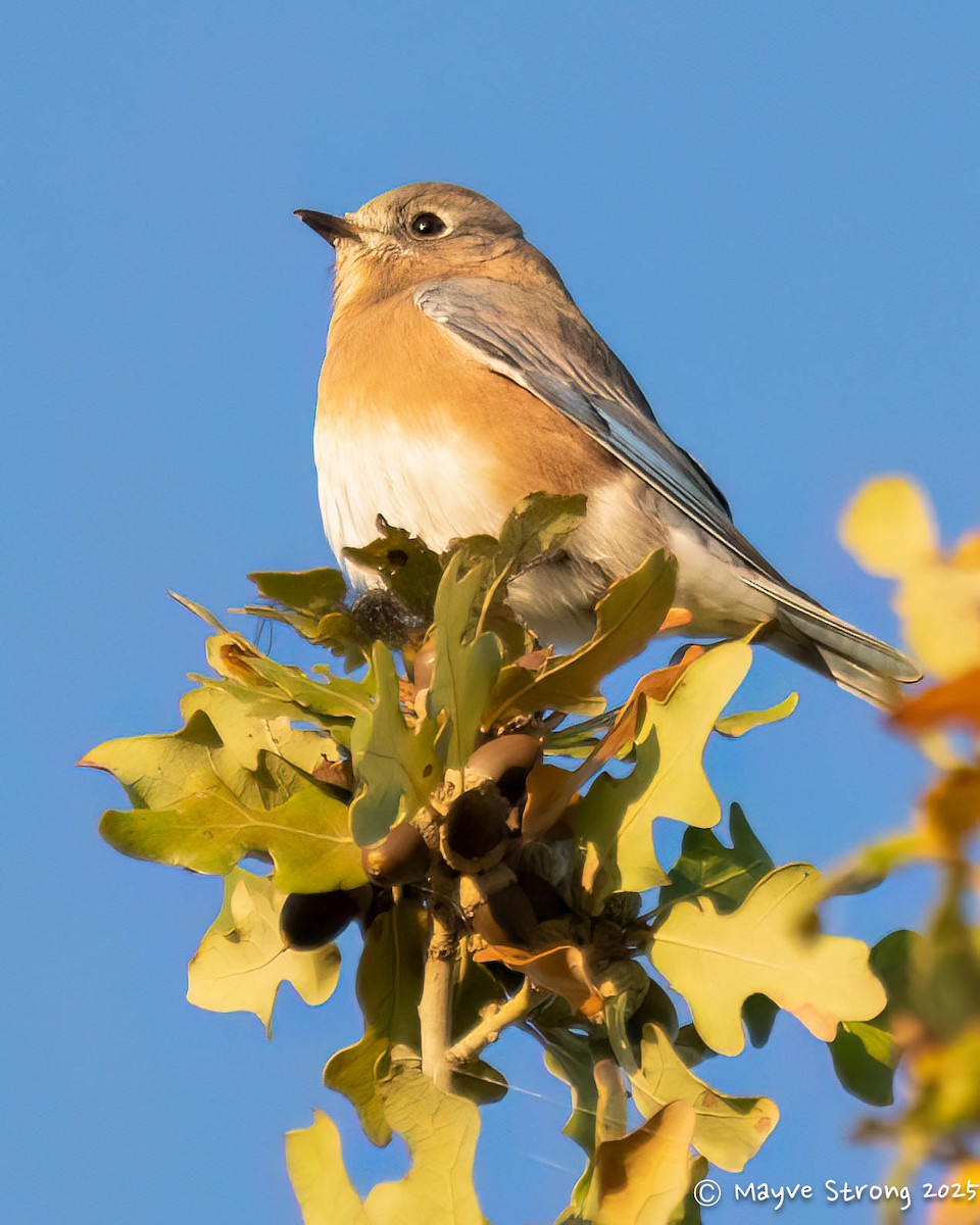 Блакитник східний - ML644840900
