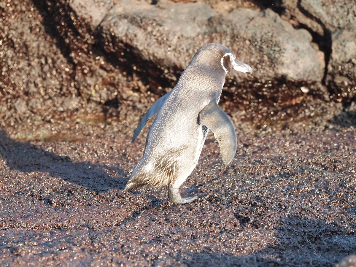 ガラパゴスペンギン - ML644840924