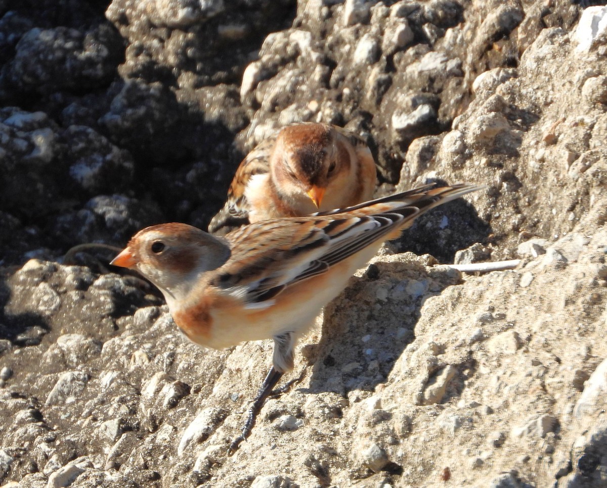 גיבתון שלג - ML644840938