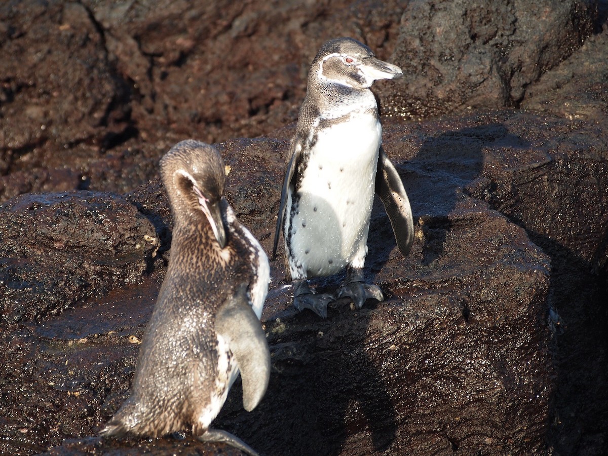 ガラパゴスペンギン - ML644840954