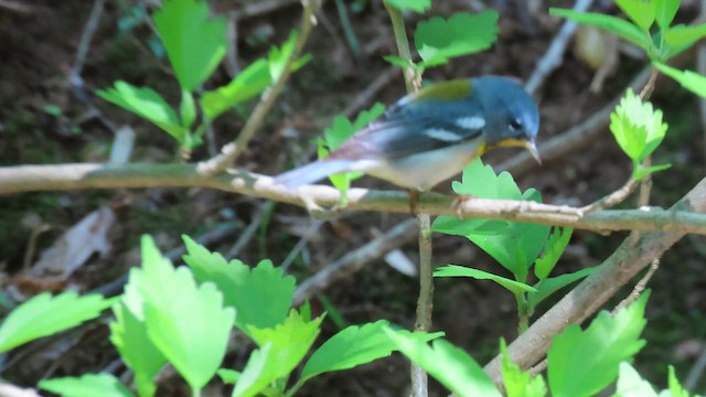 アサギアメリカムシクイ - ML644840965