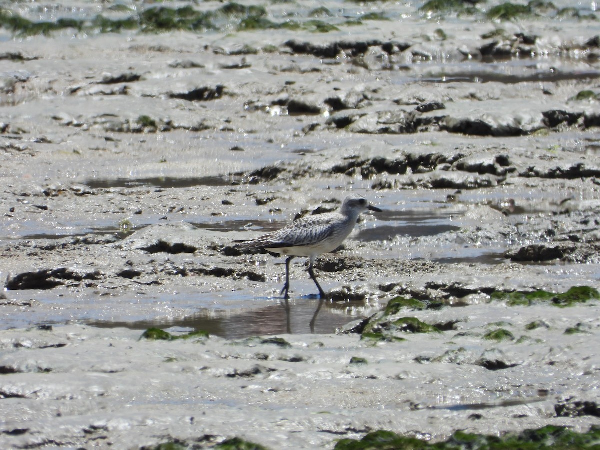 Black-bellied Plover - ML644840978