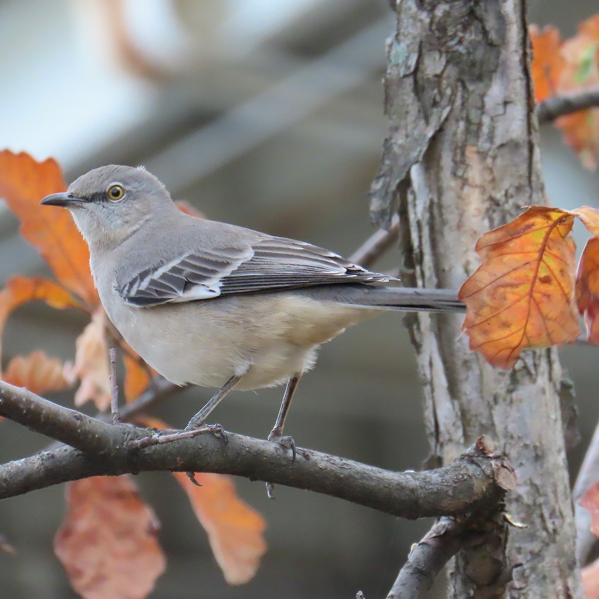 Northern Mockingbird - ML644840979
