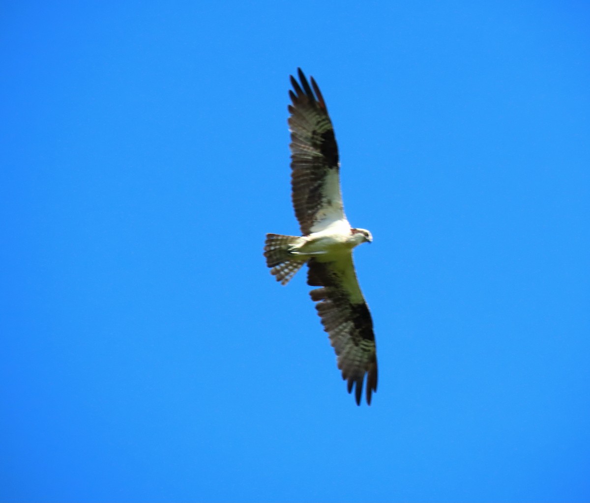 Скопа - ML644840981