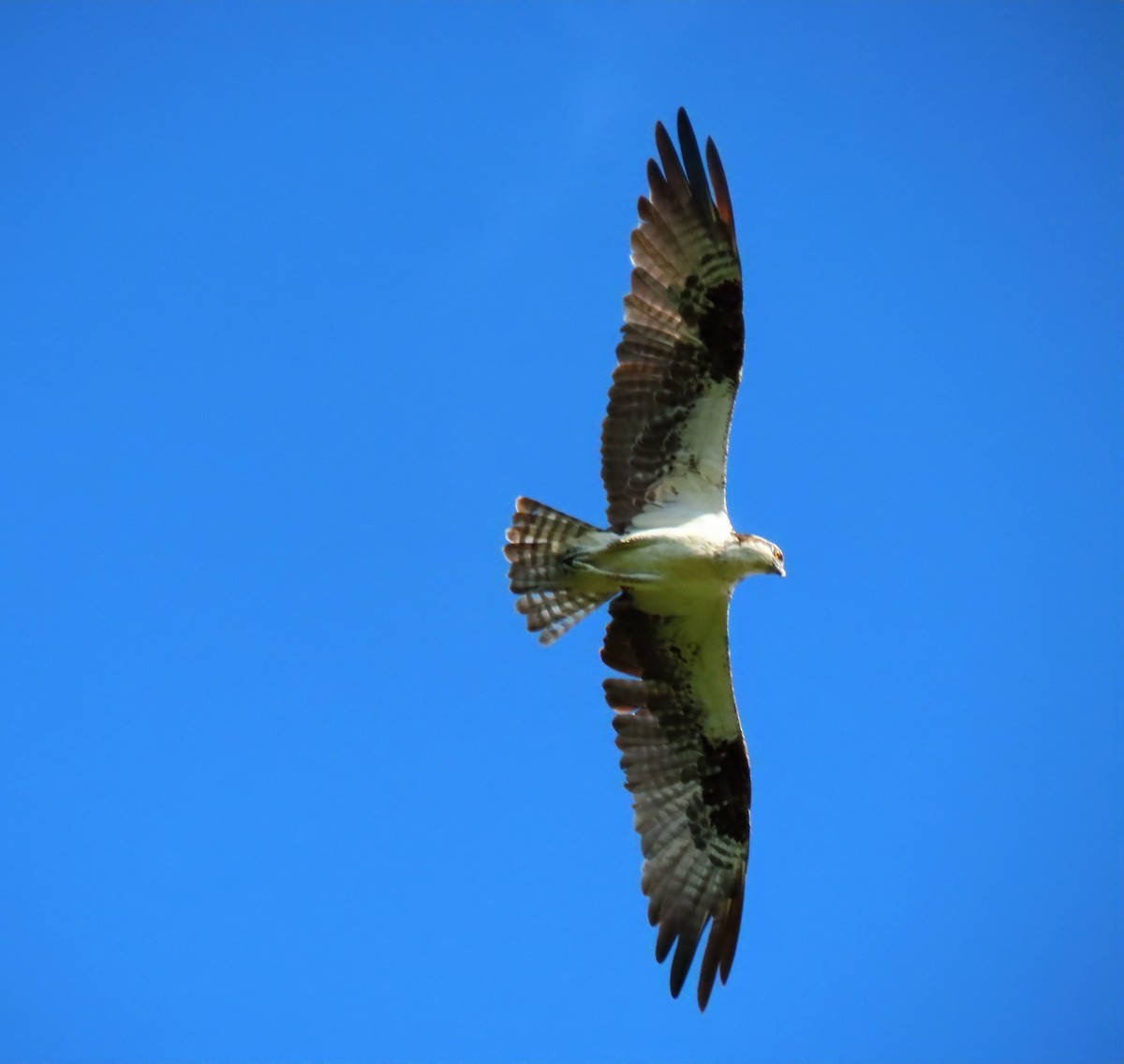 Скопа - ML644840982