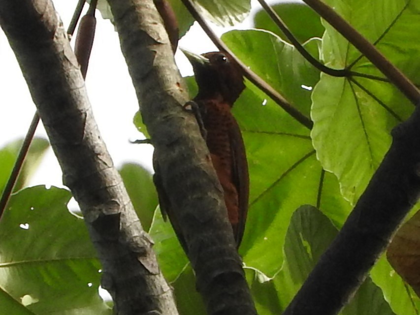 Waved Woodpecker - ML644840985