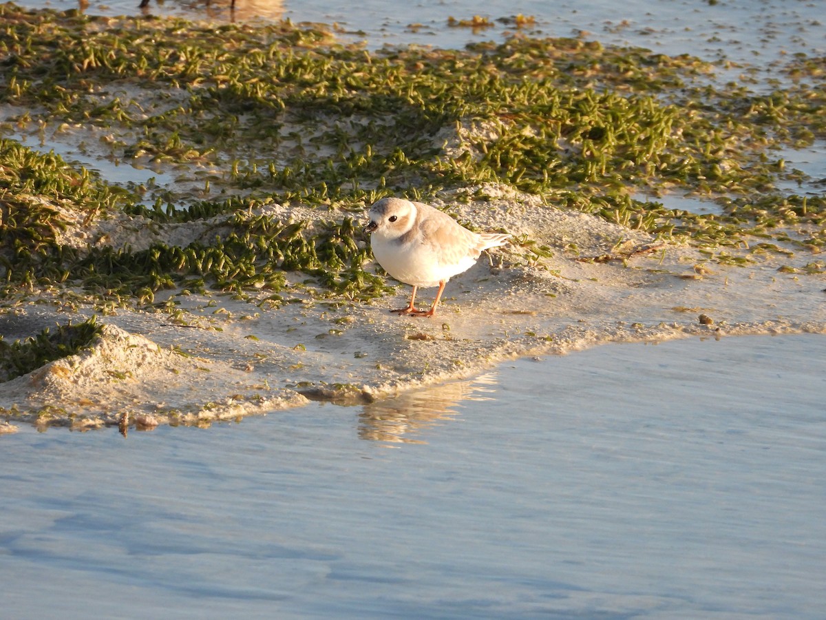 Flötenregenpfeifer - ML644840988