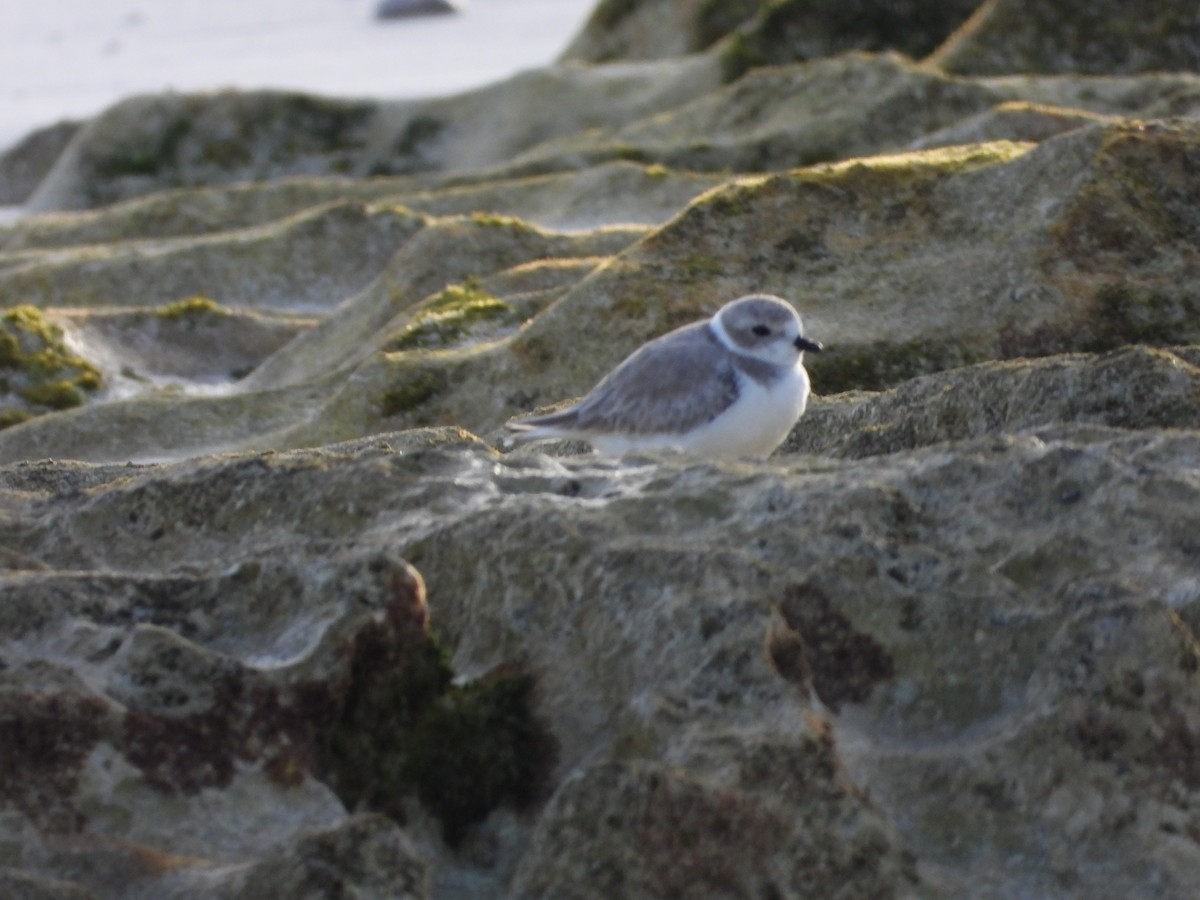 Flötenregenpfeifer - ML644840989