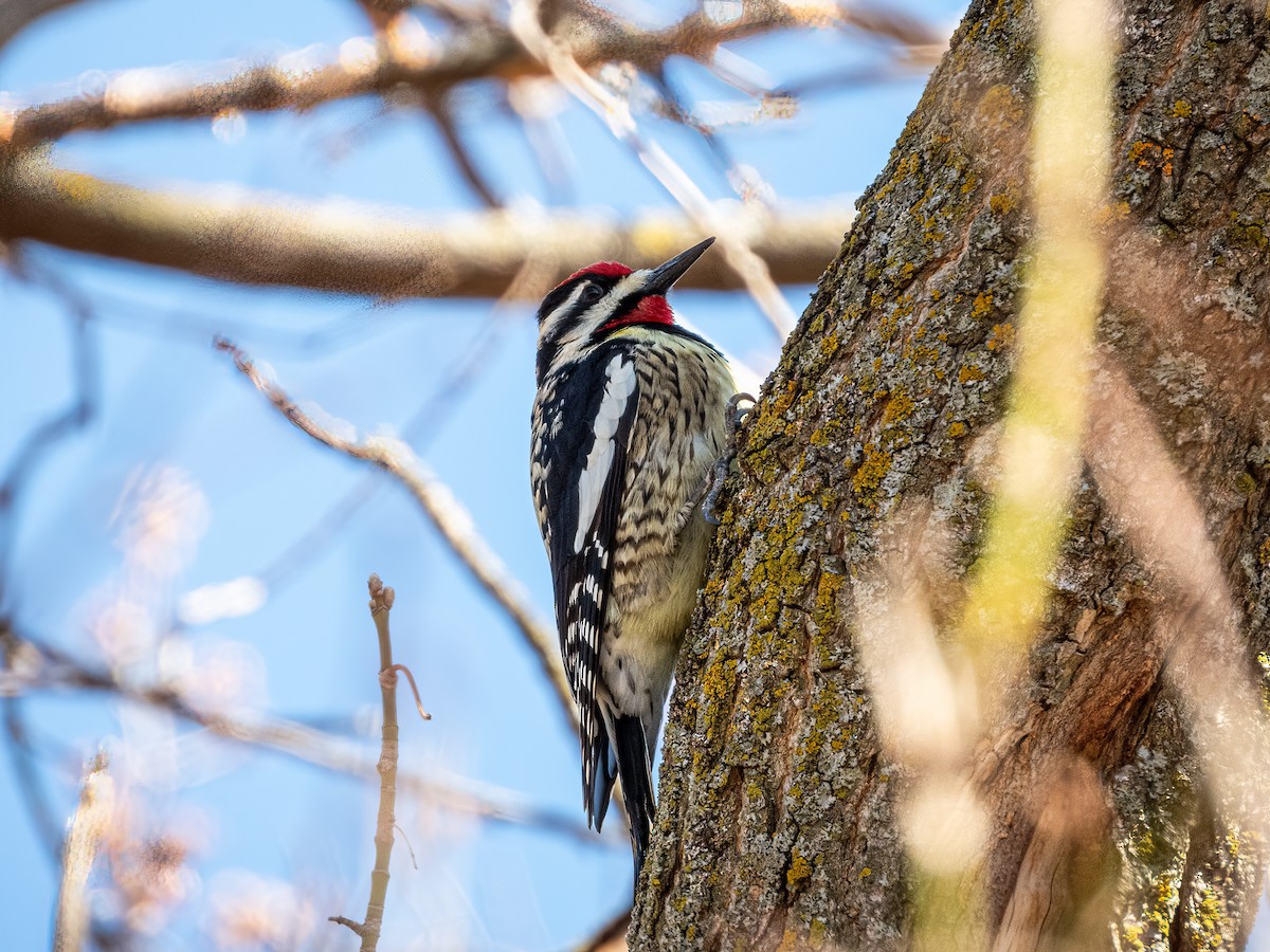 kanadasevjespett - ML644840990