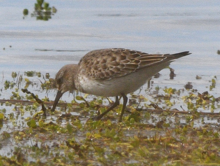 Ak Sokumlu Kumkuşu - ML644840995