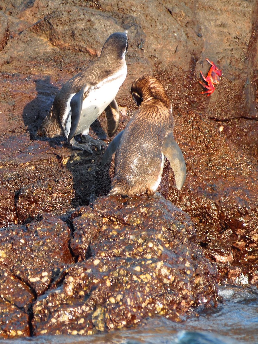 ガラパゴスペンギン - ML644840998