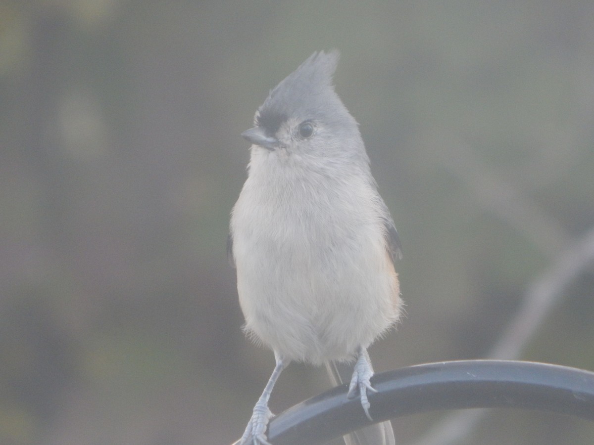 Американская гренадерка - ML644841000