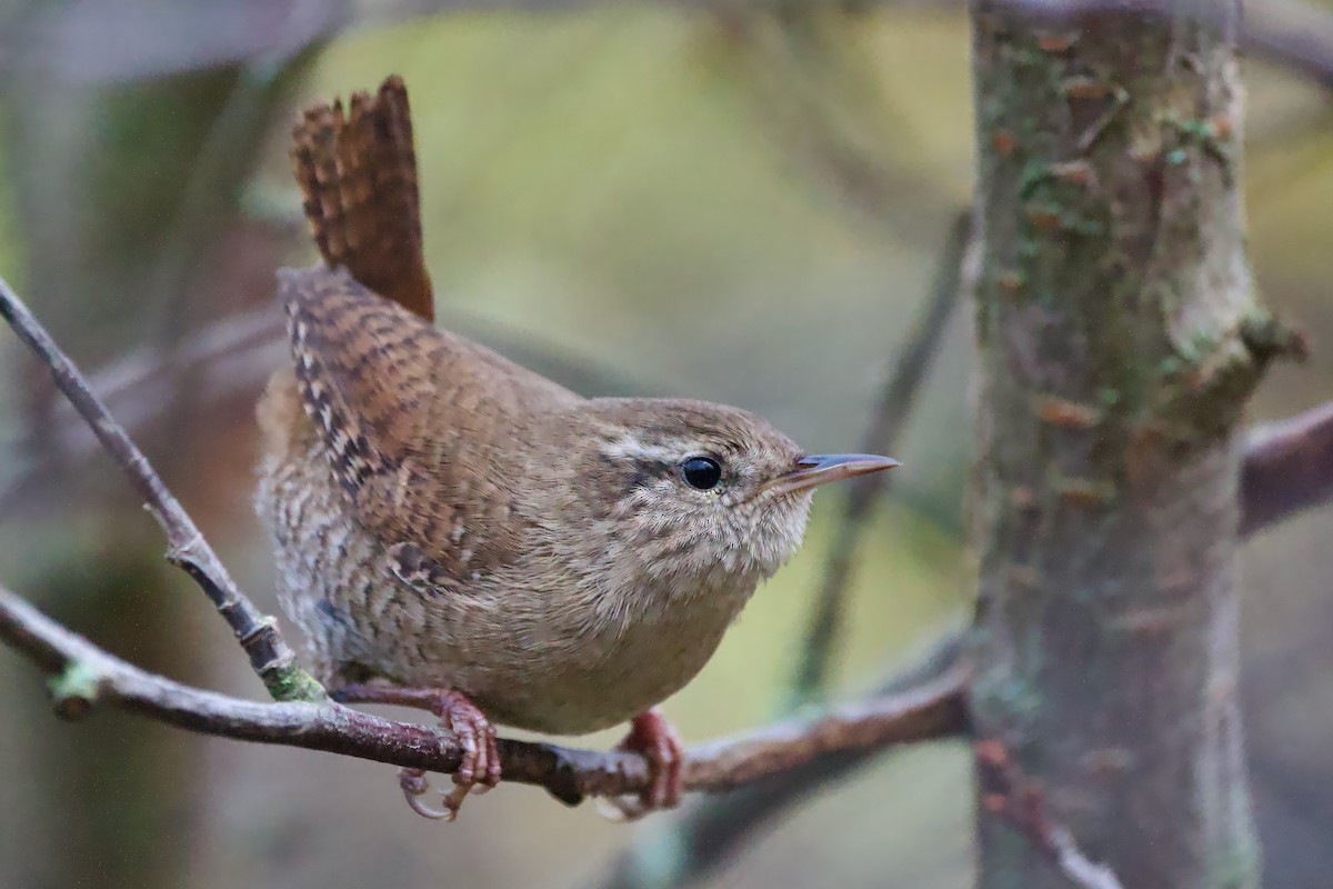 střízlík obecný - ML644841009