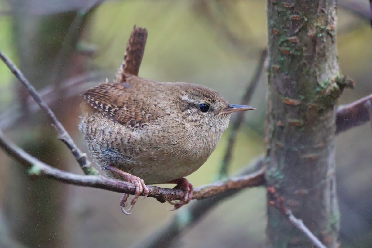 střízlík obecný - ML644841010