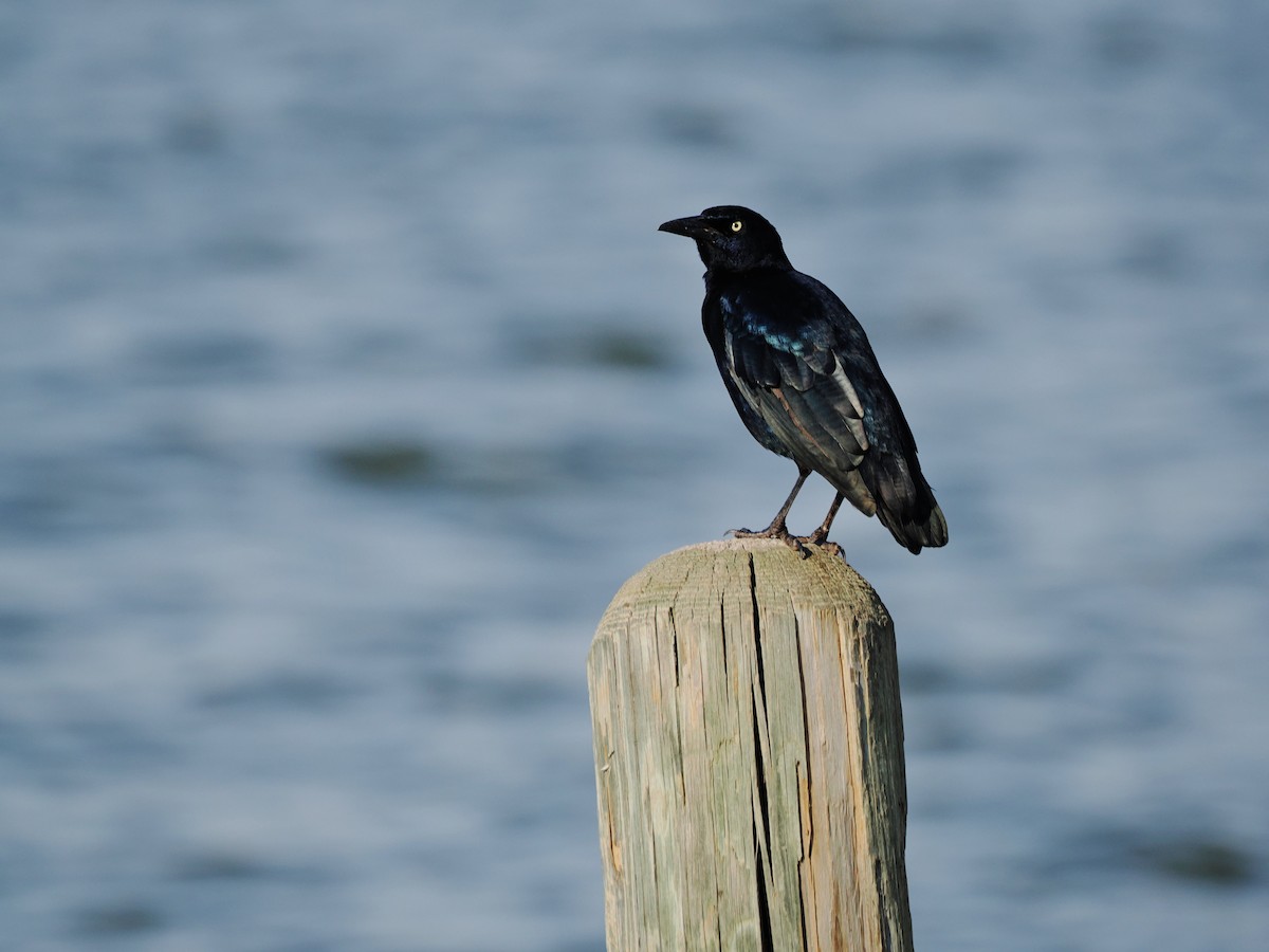 Great-tailed Grackle - ML644841011