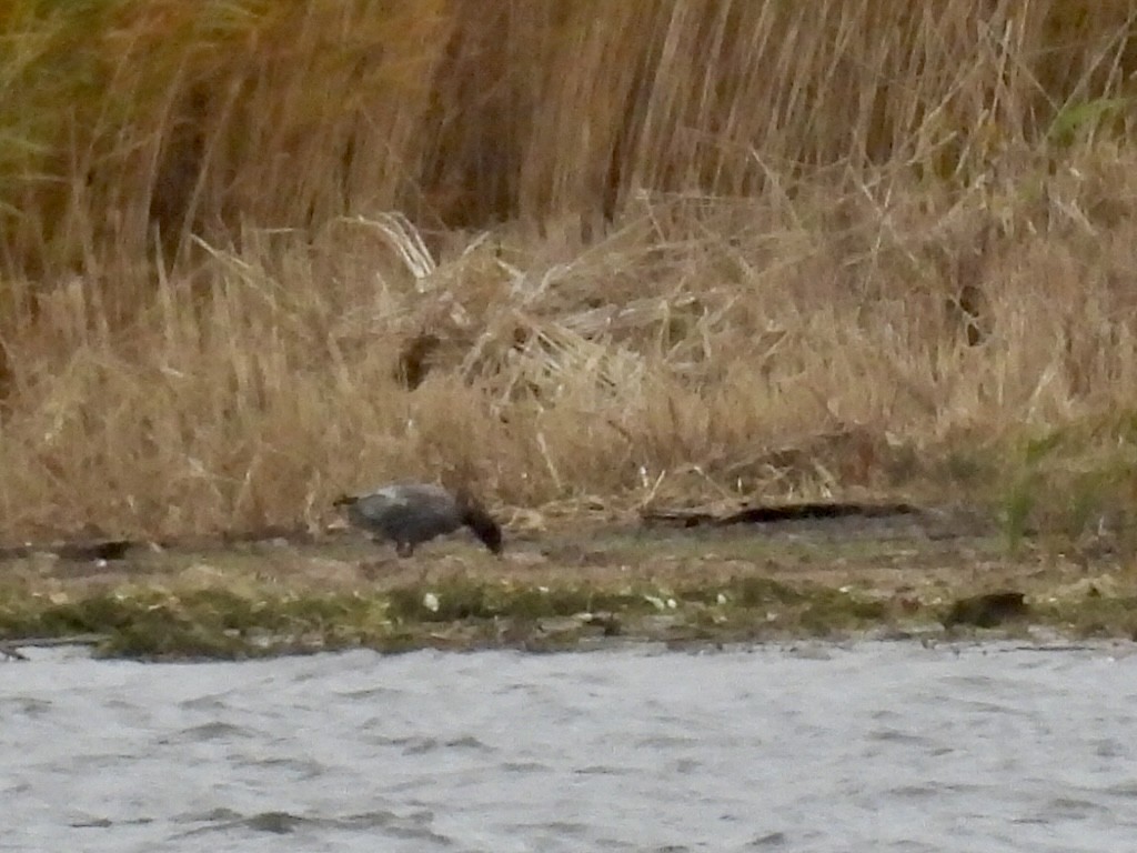 Kar Kazı - ML644841014