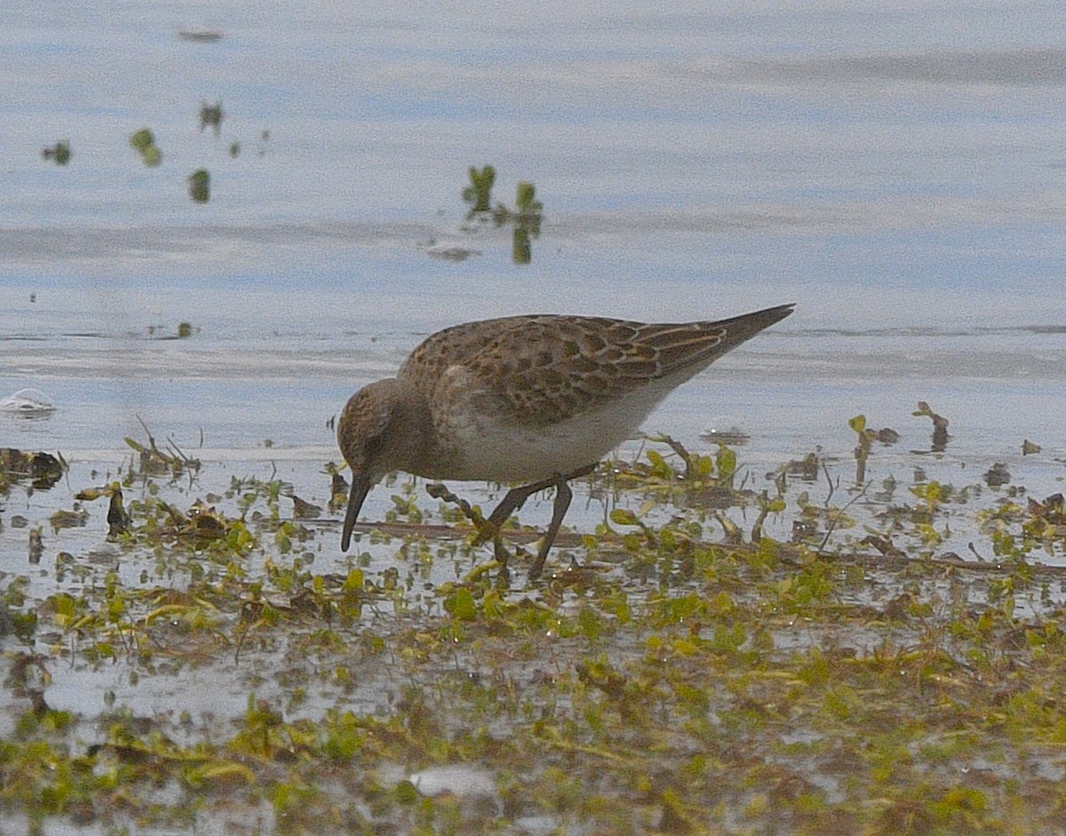 Ak Sokumlu Kumkuşu - ML644841020