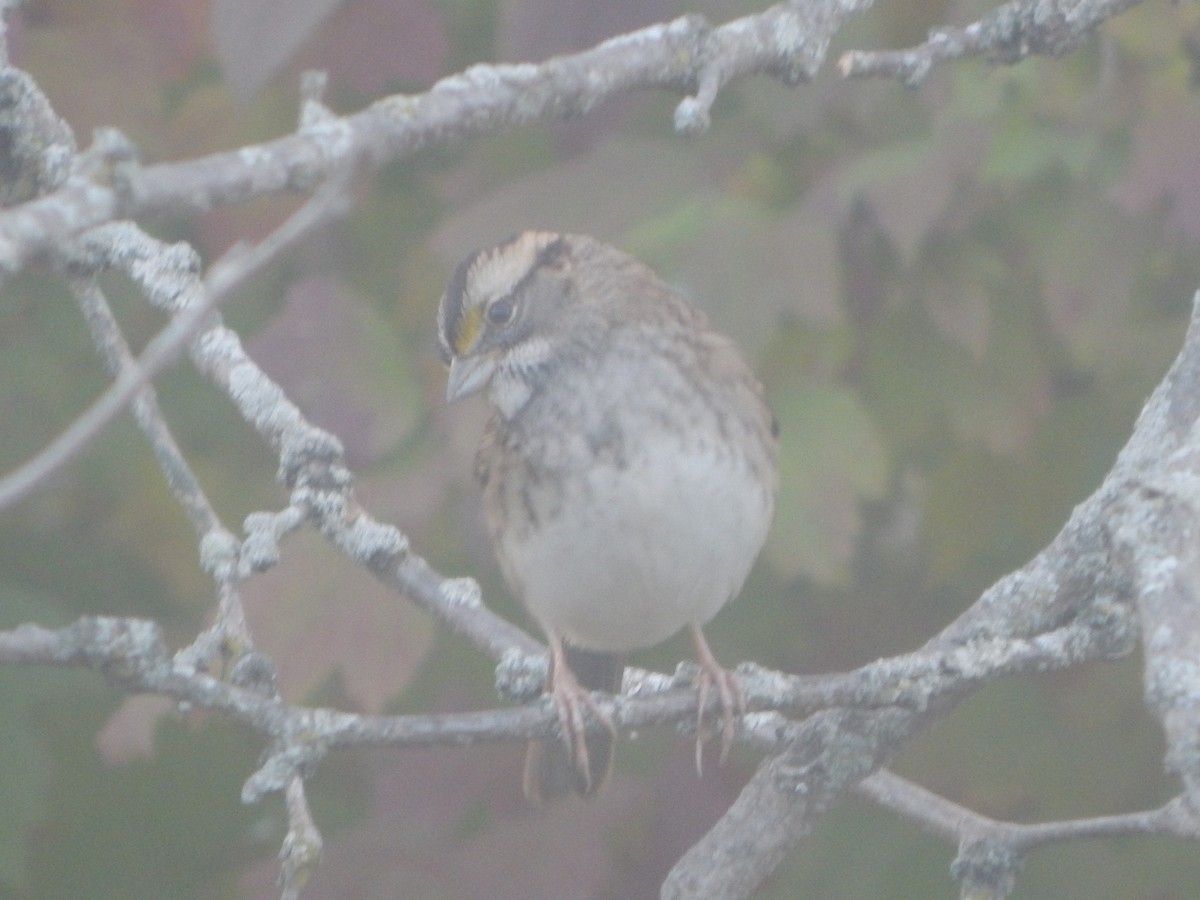 White-throated Sparrow - ML644841021