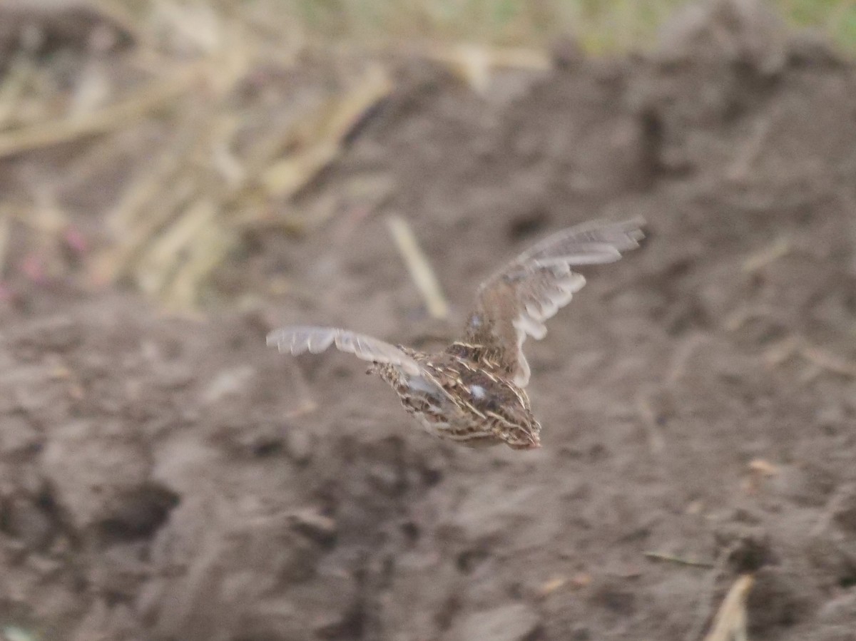 engvaktel - ML644841025