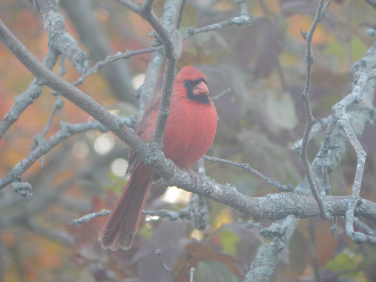 Rotkardinal - ML644841026