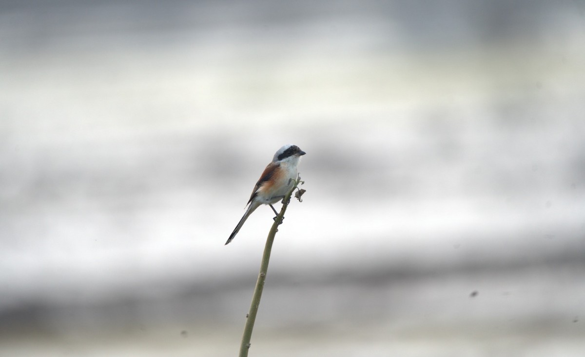 Bay-backed Shrike - ML644841028