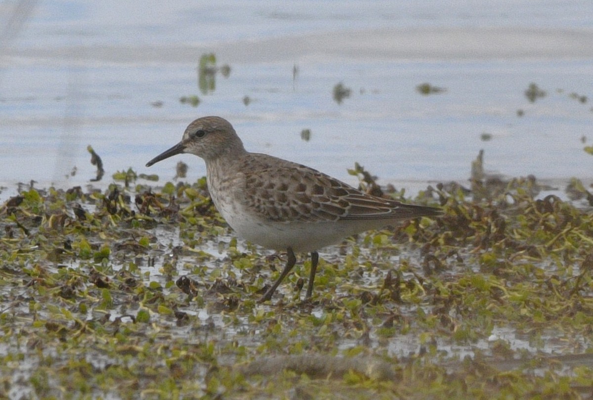 Ak Sokumlu Kumkuşu - ML644841041