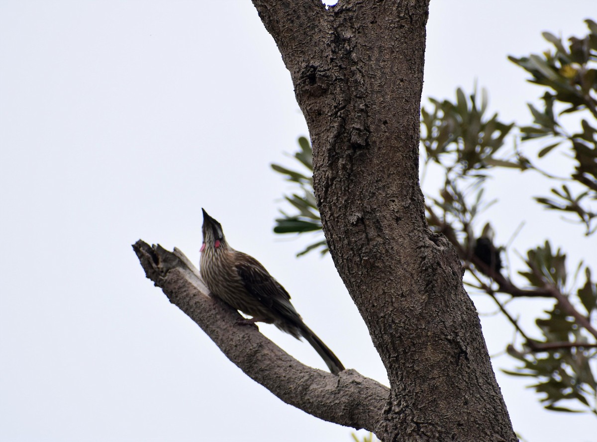 Red Wattlebird - ML644841043