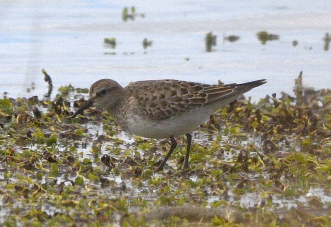 Ak Sokumlu Kumkuşu - ML644841054